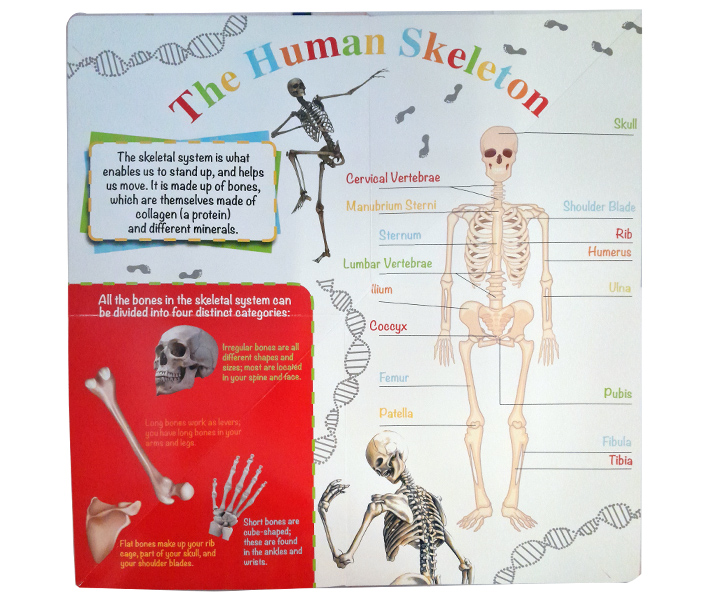 Wonders of Learning: Discover the Human Body: Foldout Reference Book image 2