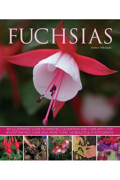 Fuchsias