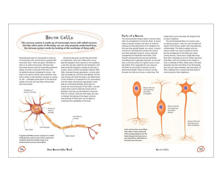 The Secret Life Of The Brain image 3