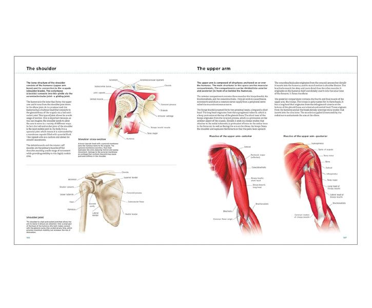 Anatomy Explorer